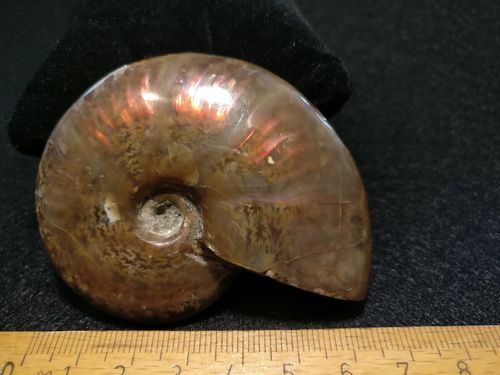 Ammonith